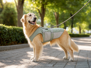 CoolPaws Hundekühlweste beim Sommerspaziergang