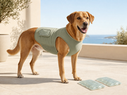 CoolPaws Hundekühlweste mit sichtbaren Kühlpacks – selbsterklärendes Hauptbild
