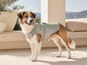CoolPaws Hundekühlweste Hauptbild mit Hund auf moderner Terrasse